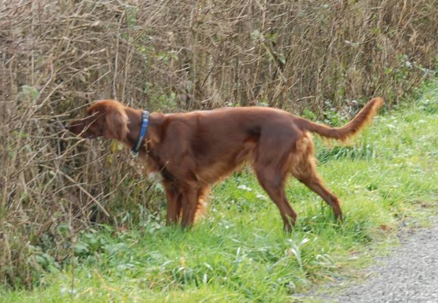 setter irlandais - VOXANE de la Vallée de Cléry - Setter Irlandais