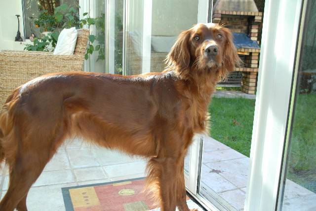 setter irlandais VOXANE de la Vallée de Cléry - Setter Irlandais