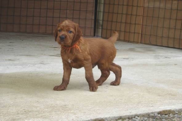Setter irlandais - Setter Irlandais
