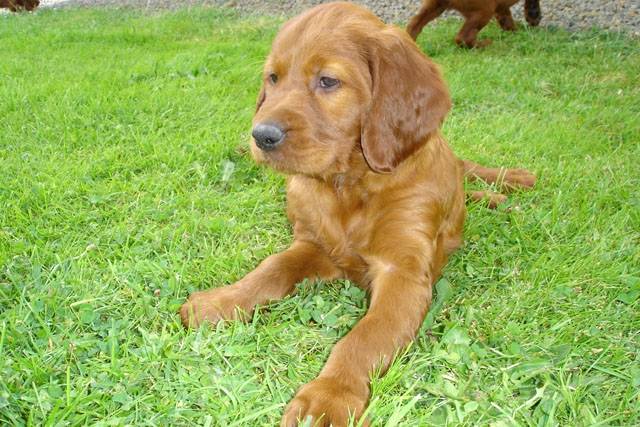 Setter irlandais - Setter Irlandais
