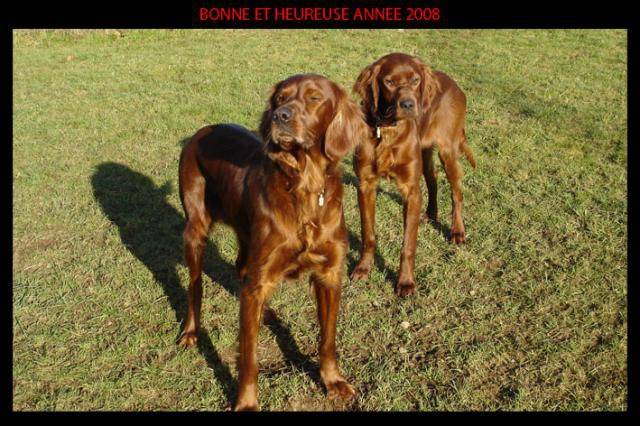 Setter Irlandais - Setter Irlandais
