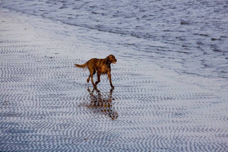 Le Setter irlandais - Setter Irlandais