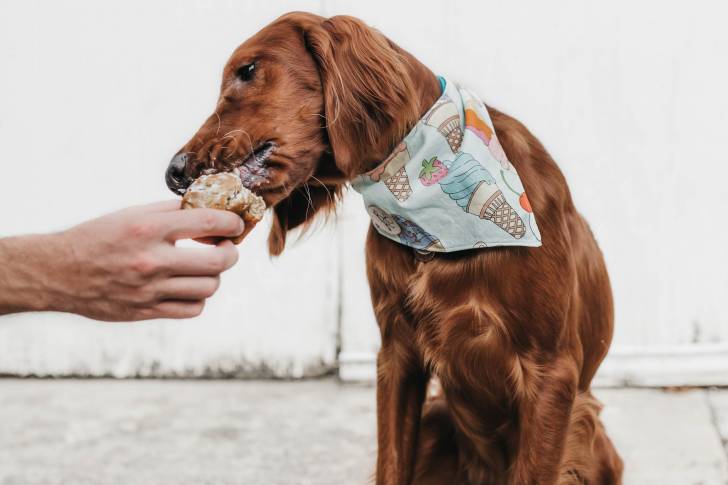 Un Setter Irlandais en train de manger du gâteau dans la main de son propriétaire