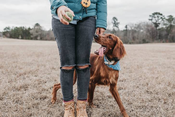 Un Setter Irlandais aux pieds de sa propriétaire 