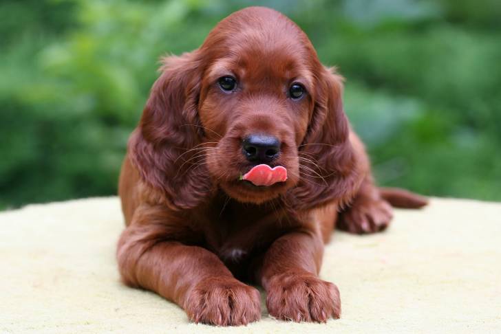 Un chiot Setter Irlandais en train de se lécher les babines