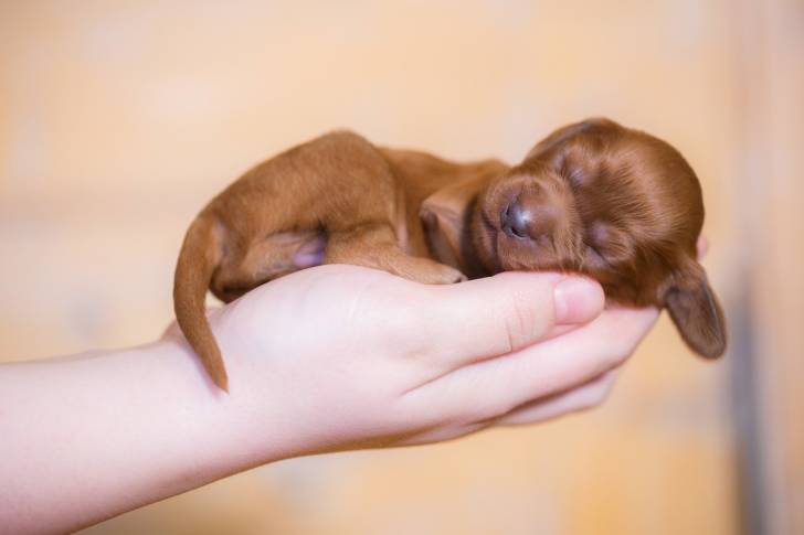 Un chiot Setter Irlandais allongée dans une main