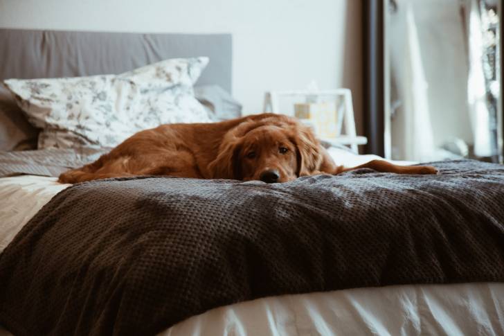 Un Setter Irlandais allongé sur un lit