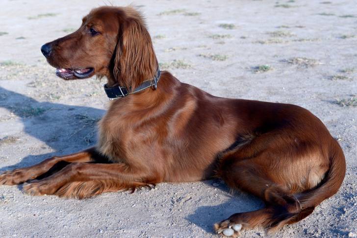 Un Setter Irlandais allongé sur du sable au soleil