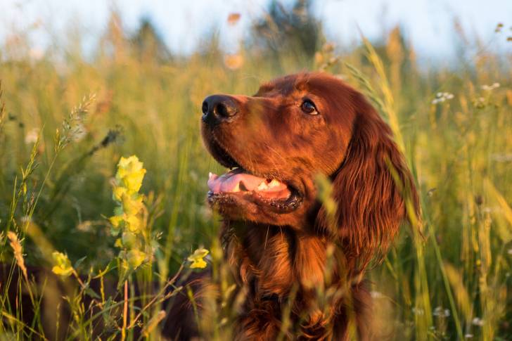 Un Setter Irlandais pendant une promenade