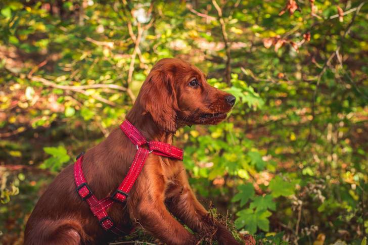Un jeune Setter Irlandais avec un harnais rouge