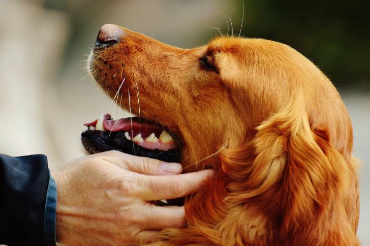 Un Setter Irlandais se fait caresser par son propriétaire 