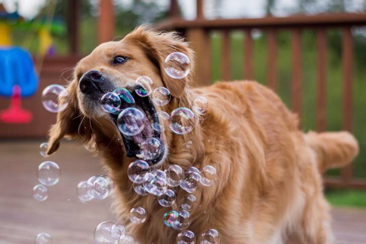 Un Setter Irlandais en train de jouer avec des bulles de savon
