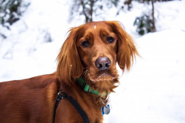 Un Setter Irlandais se promène en hiver