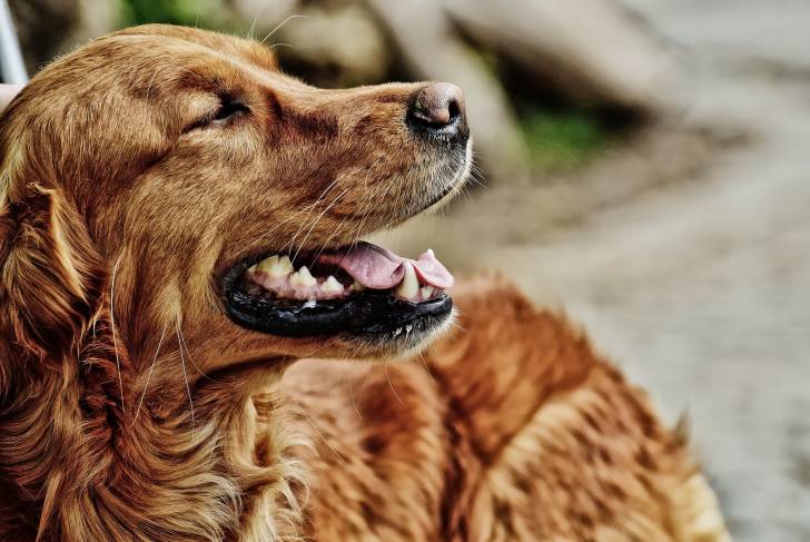 Un Setter Irlandais vu de près