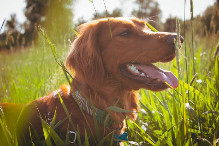 Un Setter Irlandais se promène dans une prairie