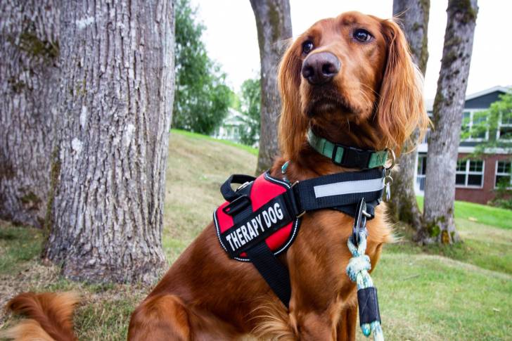 Un Setter Irlandais avec un harnais