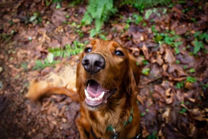 Un Setter Irlandais assis dans un bois