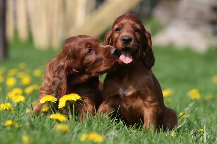 Des Setter Irlandais assis côte à côte 