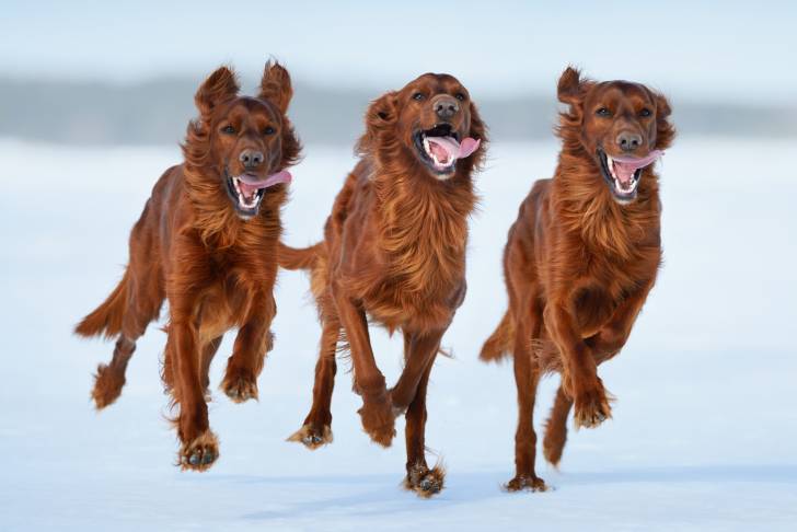 Trois Setters Irlandais rouge cerf courent dans la neige