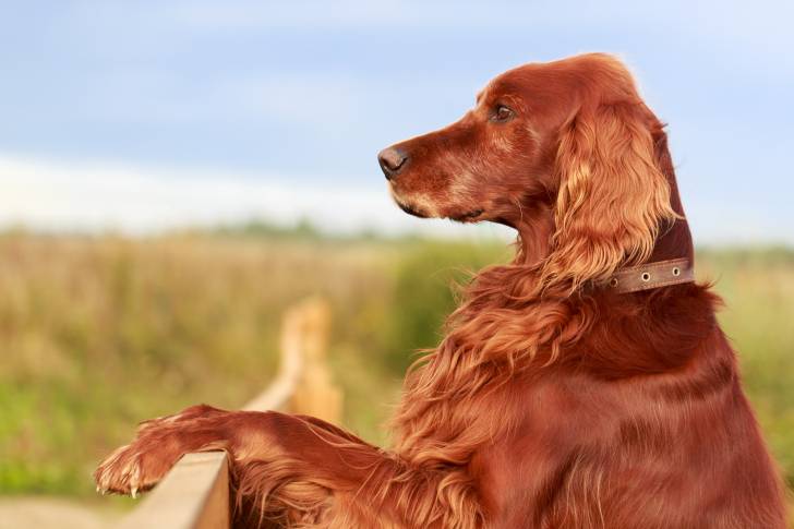 Un Setter Irlandais appuyé sur une barrière 
