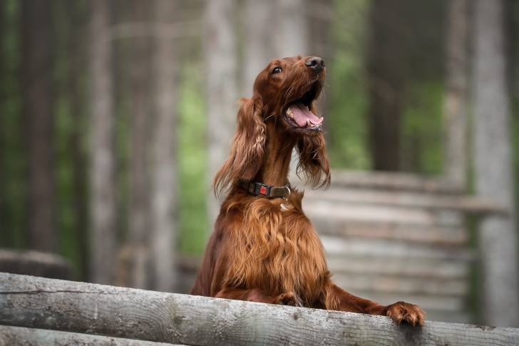 Un Setter Irlandais en train de s'appuyer sur une barrière en bois