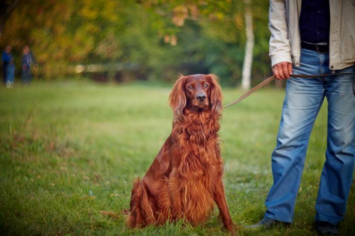 Un Setter Irlandais tenu en laisse par sons propriétaire