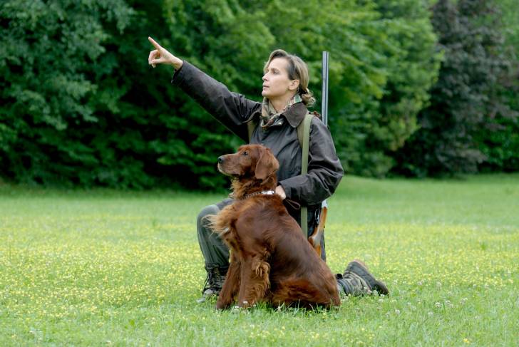 Un Setter Irlandais à la chasse
