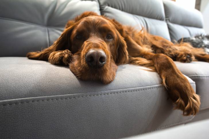 Un Setter Irlandais allongé sur un canapé gris