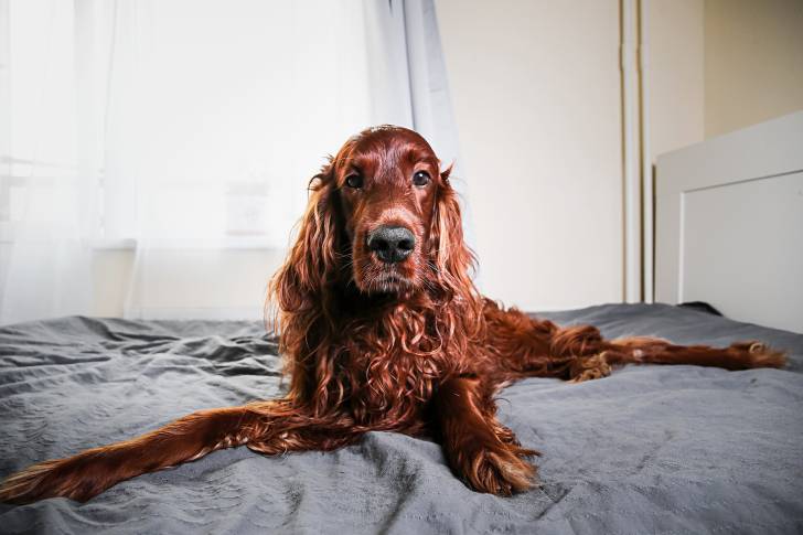 Un Setter Irlandais allongé sur un lit
