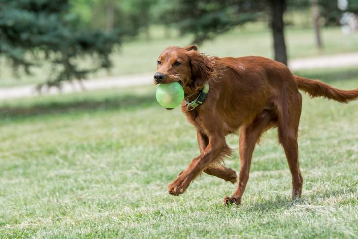 Un Setter Irlandais en train de courir avec une balle dans la gueule
