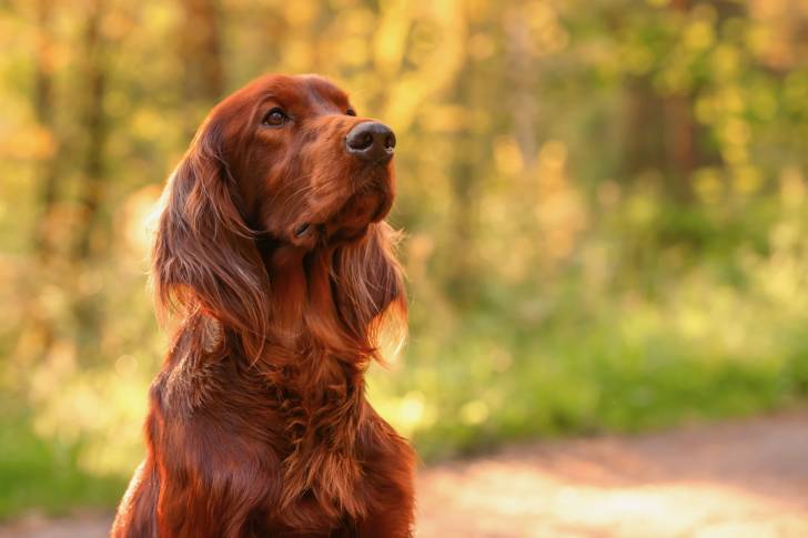 Un Setter Irlandais vu de face