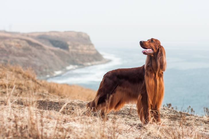 Un Setter Irlandais au bord d'une falaise