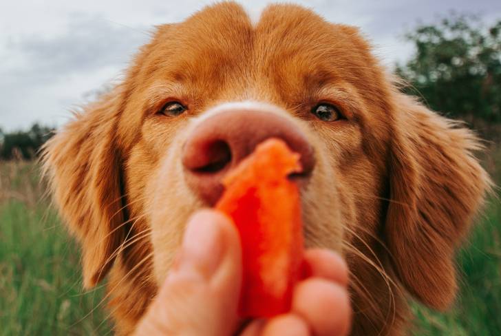 Un Setter Irlandais qui s'apprête à manger un fruit