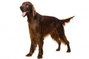 Un Setter Irlandais en position statique sur fond blanc