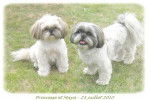 SHIH-TZU -Princesse et Maya - Shih Tzu