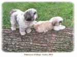 Shih-Tzu princesse et maya - Shih Tzu