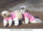 Shih Tzu Princesse et Maya - Shih Tzu