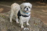 Caramel, mon Shih Tzu hors du commun ! - Shih Tzu