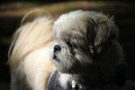 Caramel, mon Shih Tzu hors du commun ! - Shih Tzu