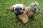 Mystique 5 - Shih Tzu (5 mois)