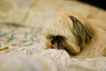 Photo Shih Tzu