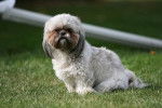 Photo Shih Tzu