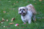 Photo Shih Tzu