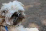 Photo Shih Tzu