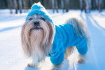 Photo Shih Tzu