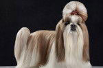 Photo Shih Tzu