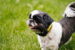 Photo Shih Tzu