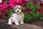 Un Shih Tzu assis dans un jardin fleuris