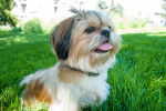 Photo Shih Tzu