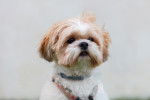 Photo Shih Tzu